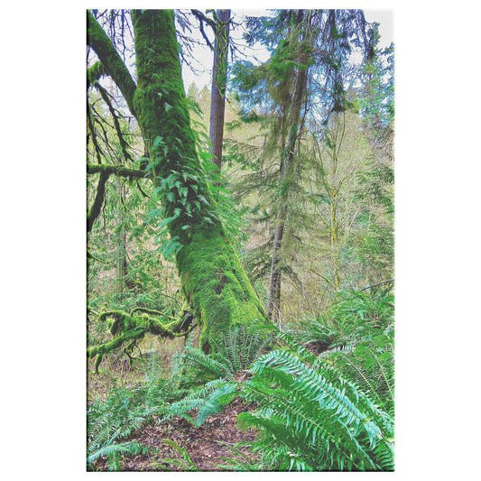 Northern Moss Tree